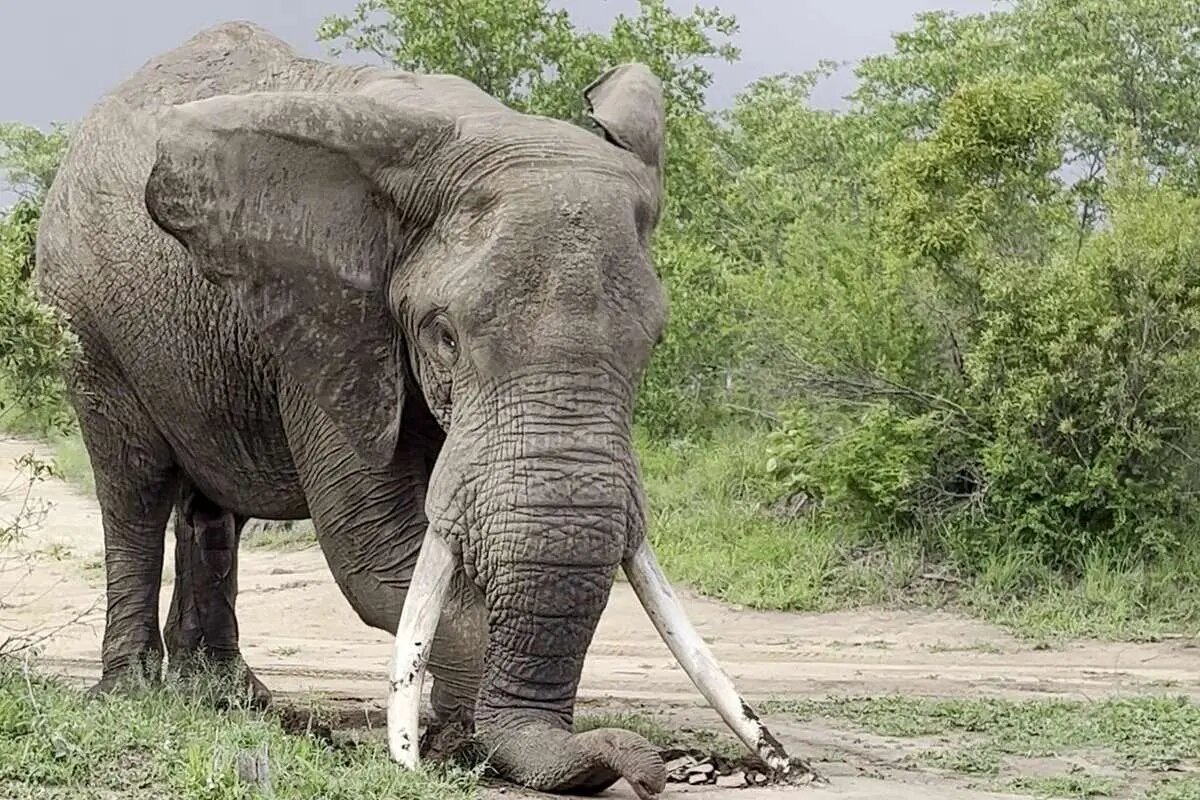 ببینید | ویدئویی پر بازدید از مهارت در هدایت یک فیل ببینید | ویدئویی پر بازدید از مهارت در هدایت یک فیل